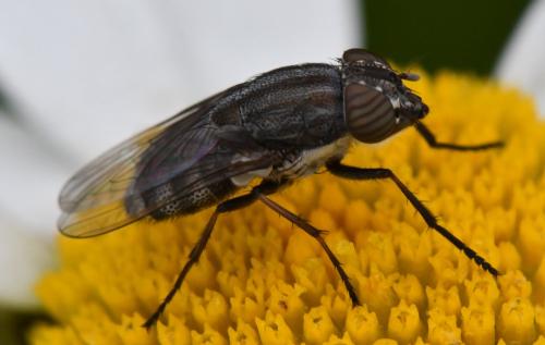 Stomorhina lunata